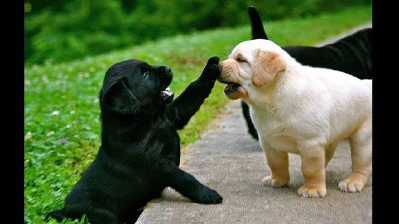 Labrador Retriever care for each other