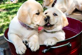 Cute Labrador puppies