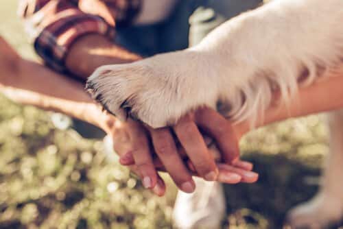 Labrador Retriever holding owner hands