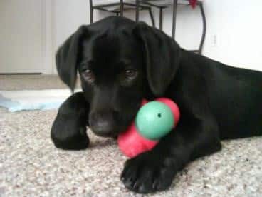 Labrador waiting for training with toys