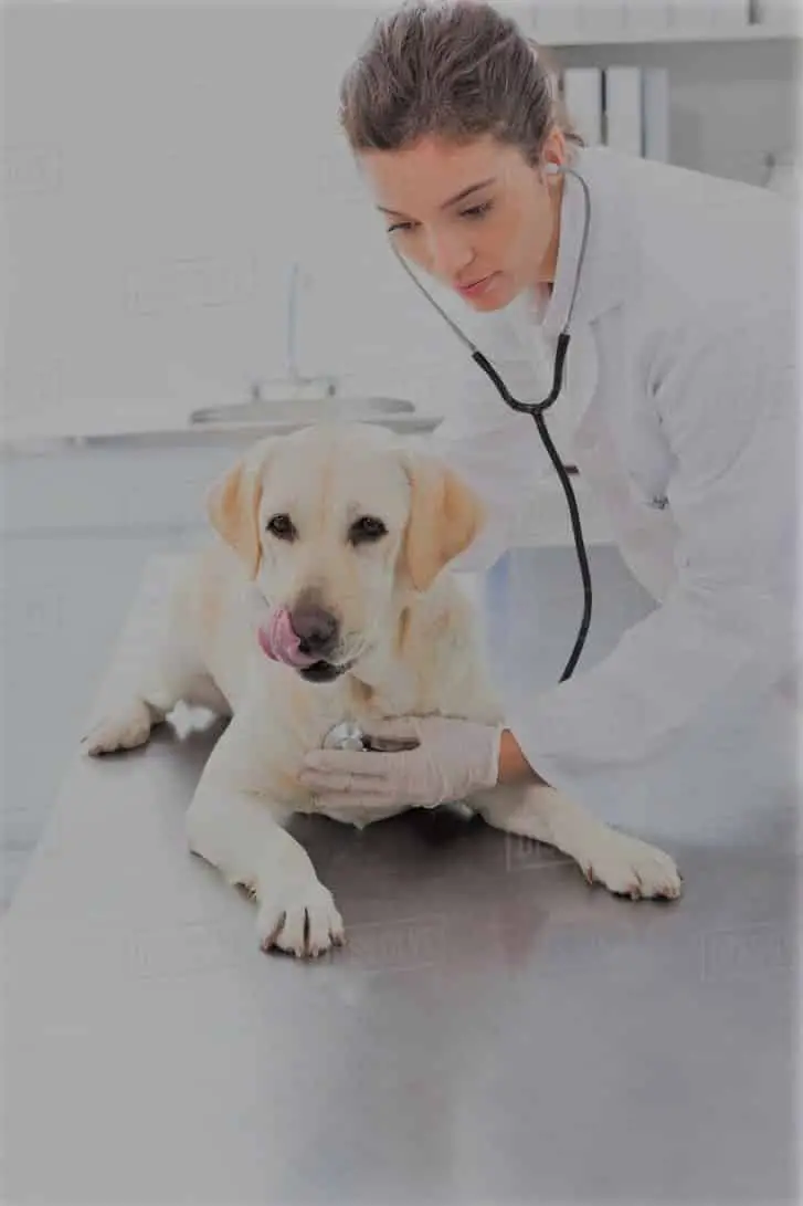 Labrador with vet for Vaccination