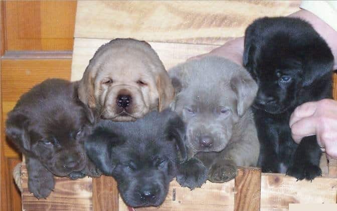 Labrador Retriever of different colors