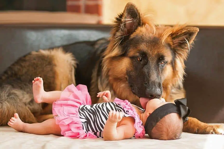 German Shepherd with baby