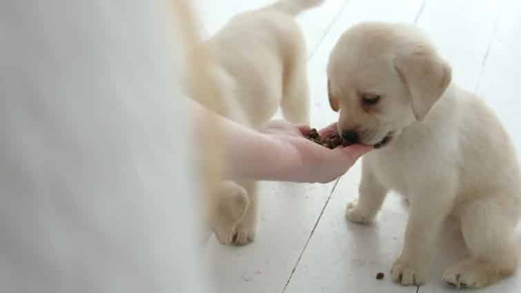 Yellow Labrador puppy eating food from hands