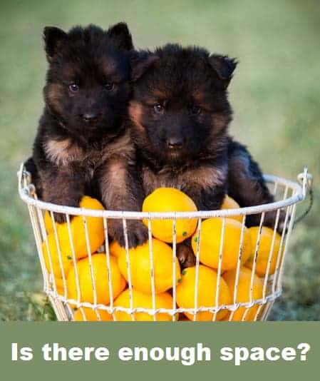 German Shepherd puppies in basket