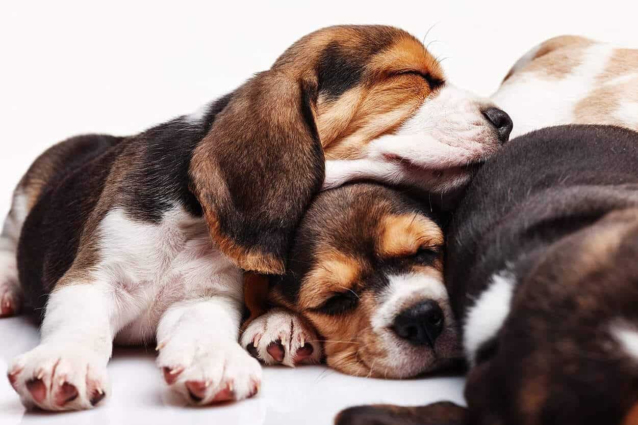 Two beagles sleeping
