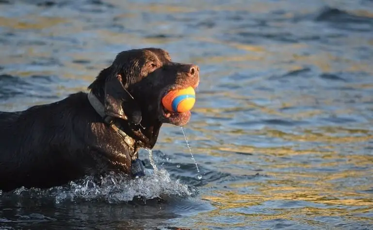 Labrador Retriever playing with ball
