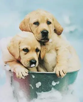 Cute Labrador puppies in a tub