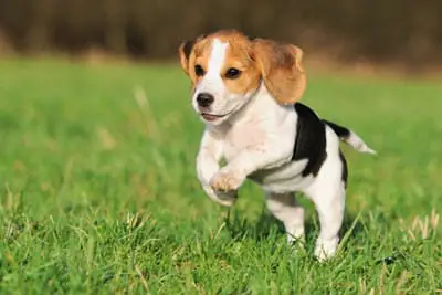 Beagle training in park