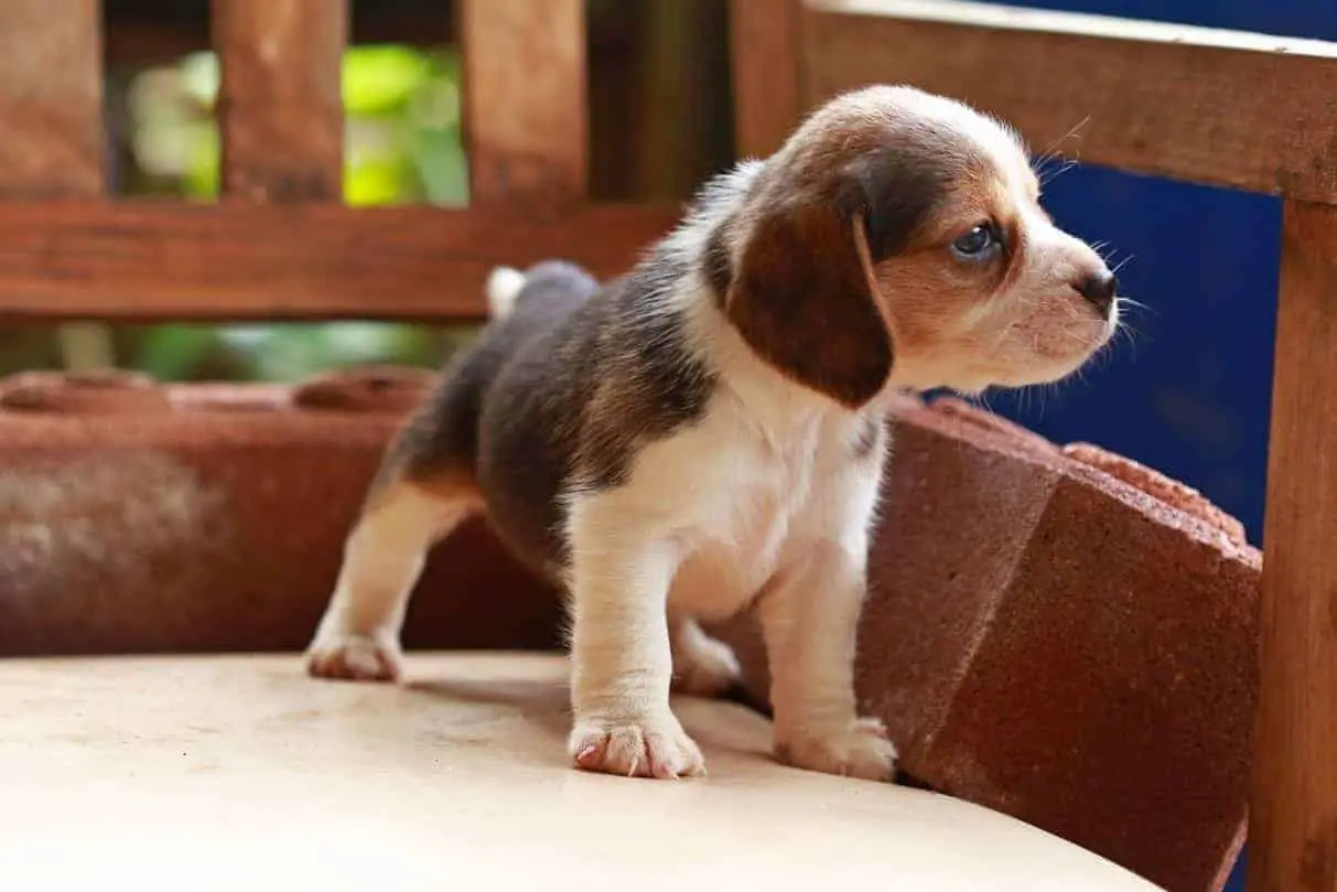 Cute Beagle puppy looking outside