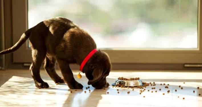 Labrador puppy feeding