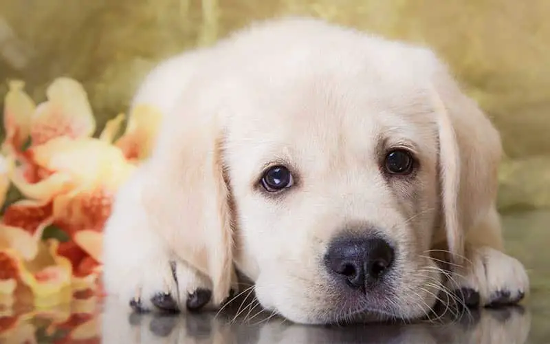 Sad Labrador puppy