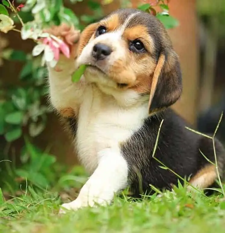 what to know about beagle puppies