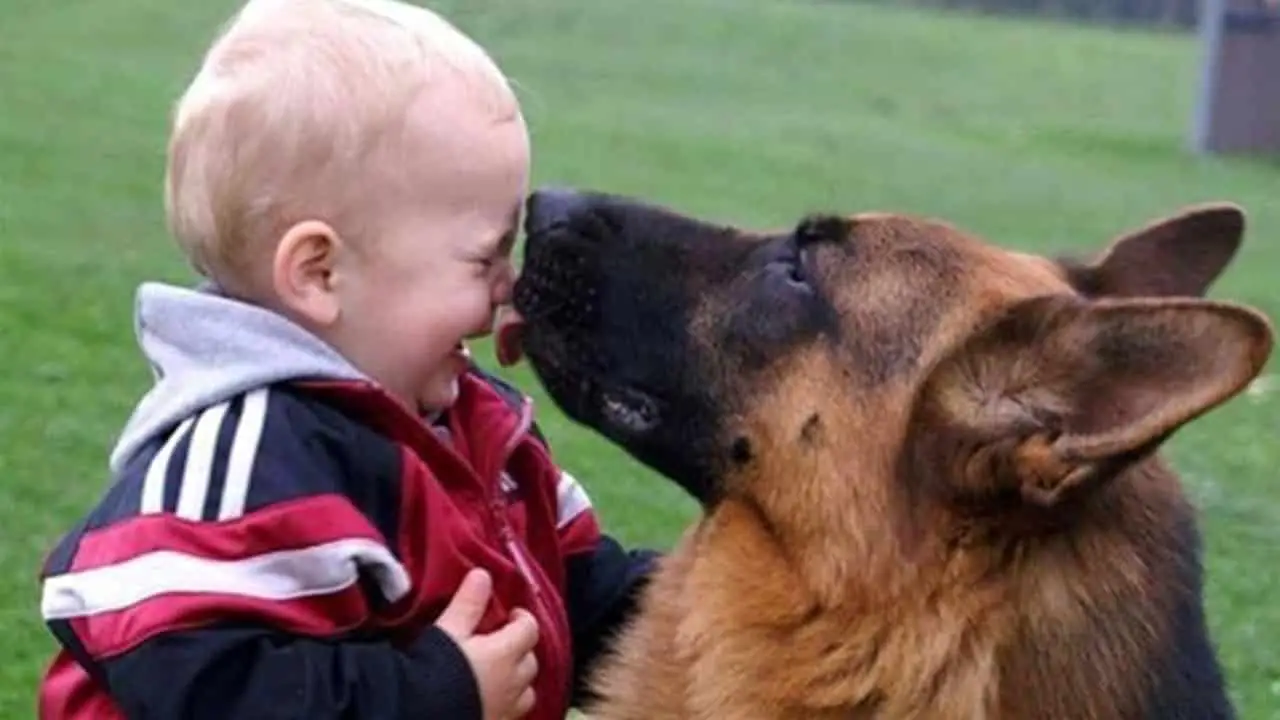 German Shepherd loves baby