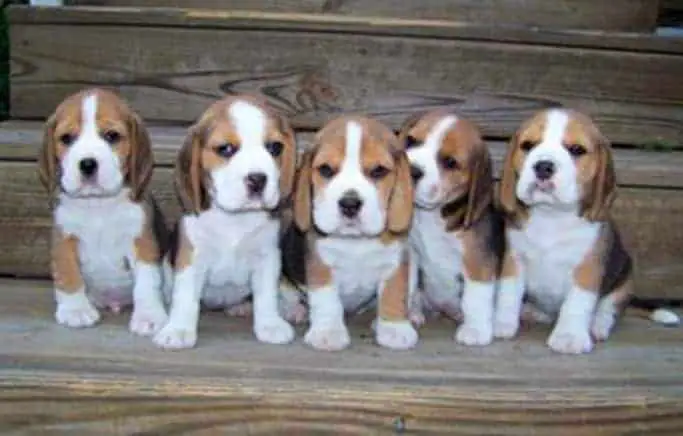 what to look for when buying a beagle puppy