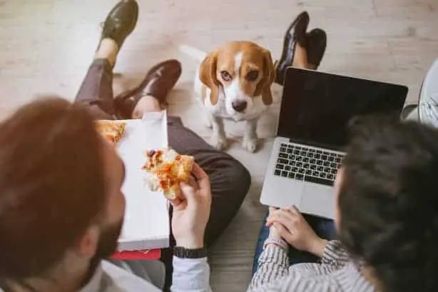 Innocent beagle looking at pizza