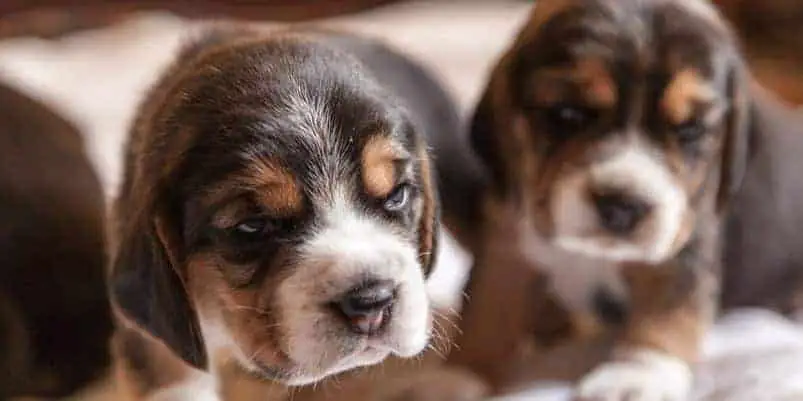 Two cute beagle puppies look hungry