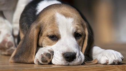 Cute beagle puppy waiting for food