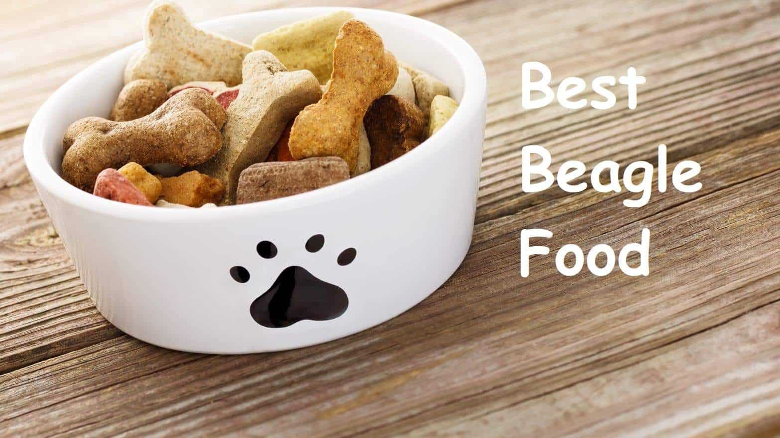 Beagle food in bowl