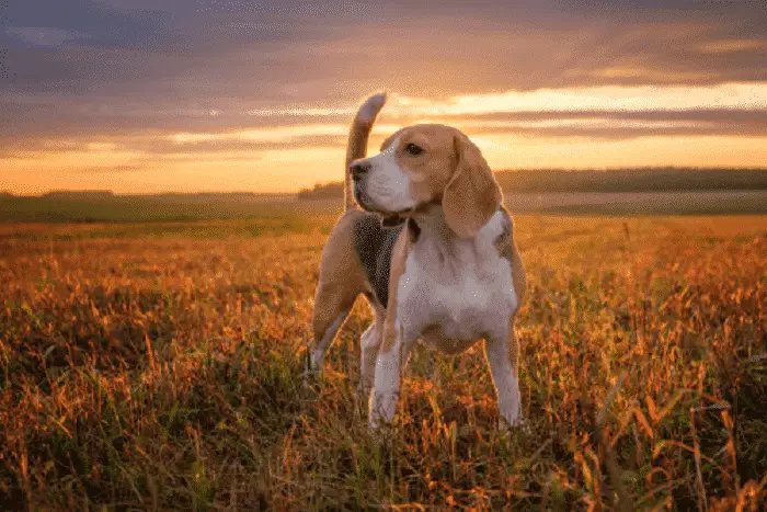 Beagle standing alone