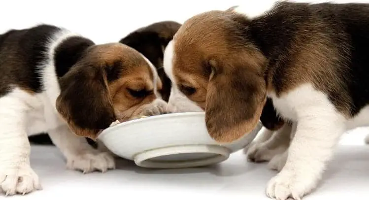 Beagles eating together from one bowl
