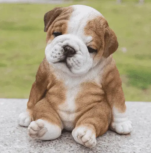 Cute Bulldog puppy