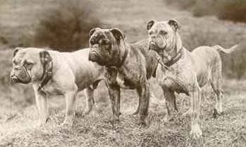 Three Bulldogs of history