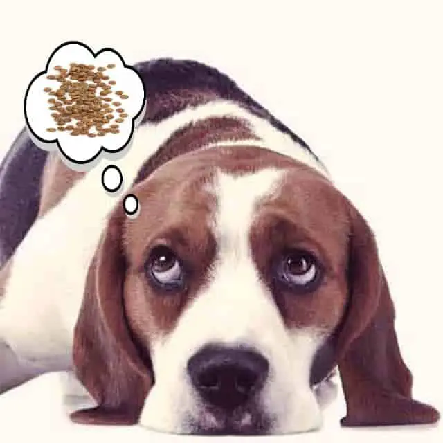 Beagle thinking about food