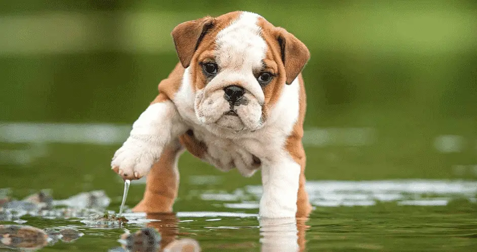 Bulldog puppy playing in water