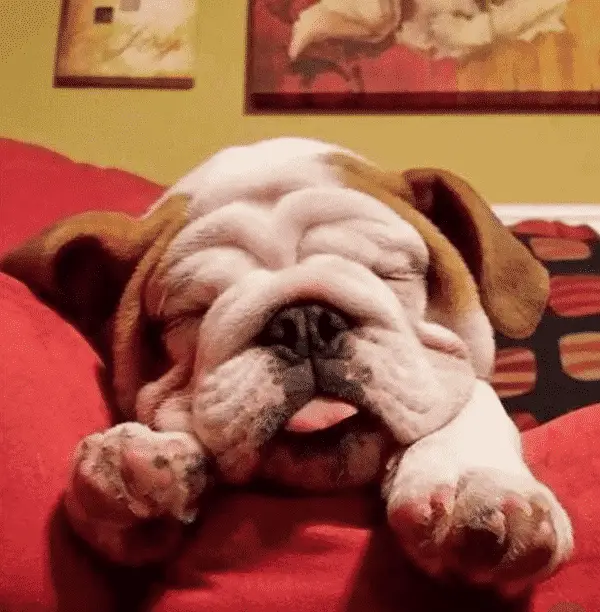 Bulldogs face full of wrinkles