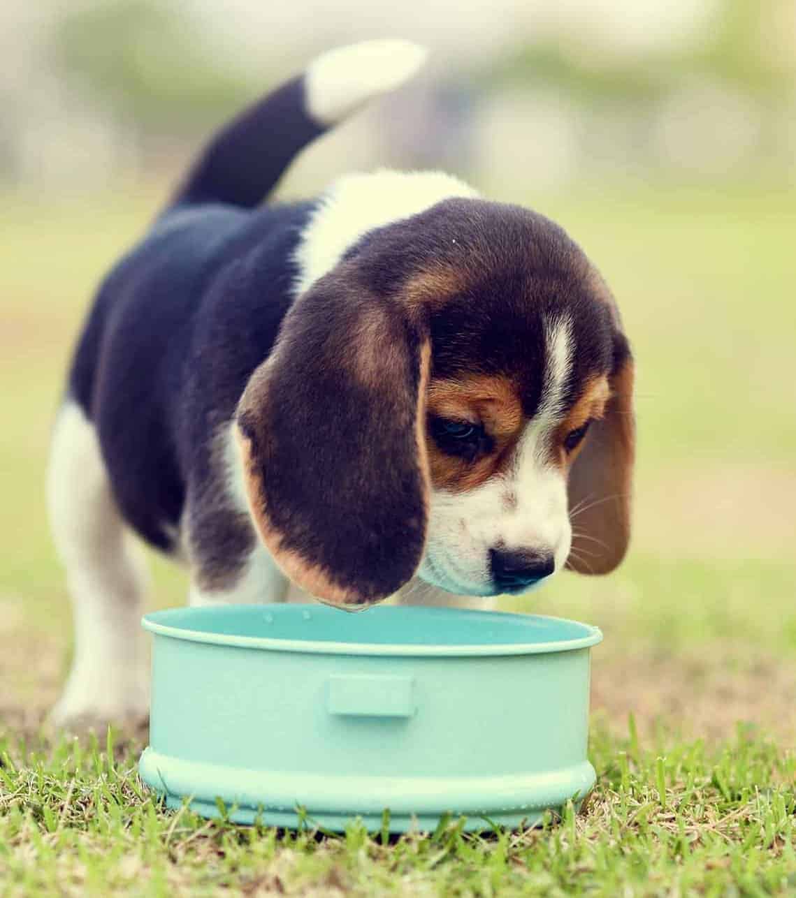 Beagle eating food