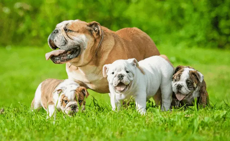 Bulldog family in the park