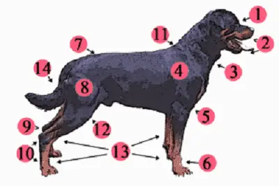 Rottweiler dog photo