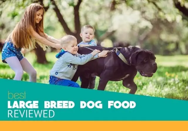 Best Large Breed Dog Food