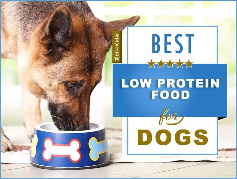 7 Best Low Protein Dog Food 2021 The Best Of Breeds