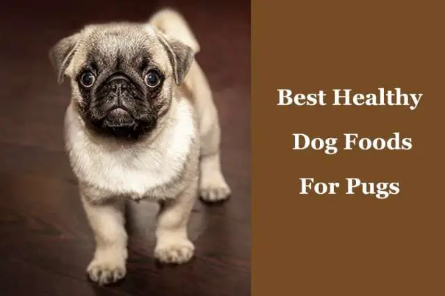 Best dog food for pugs