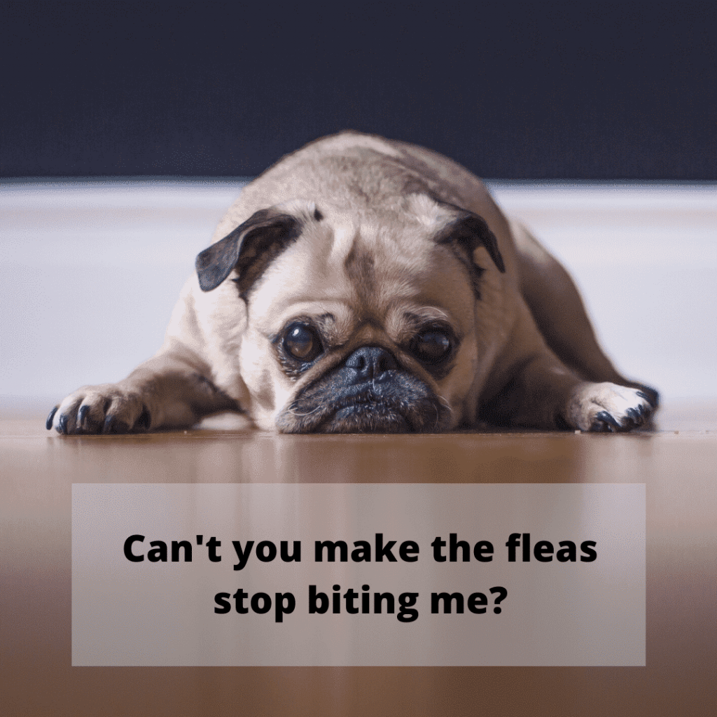 The ULTIMATE flea guide for dog owners - The Best of Breeds