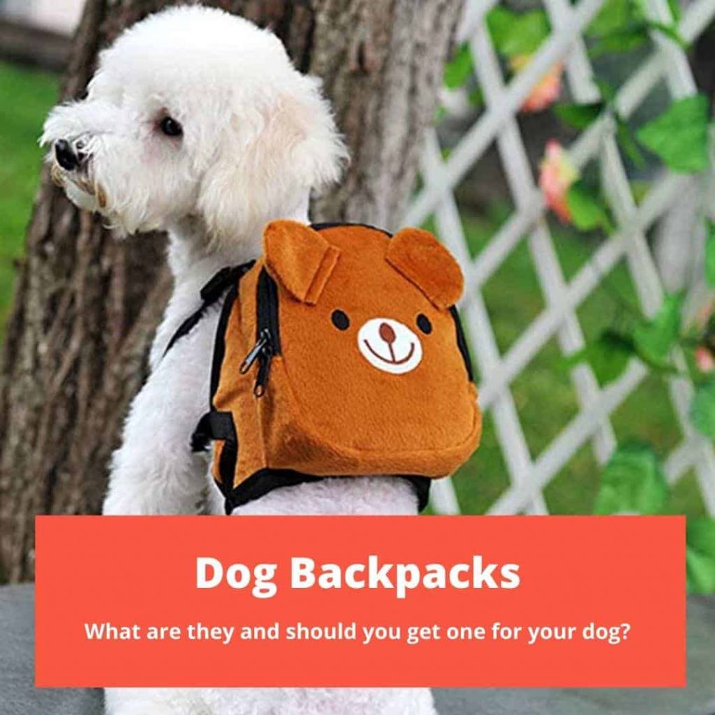 Dog Backpacks Should you get one for your dog? The Best of Breeds