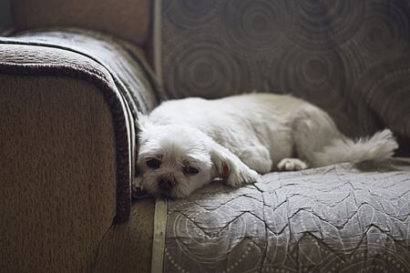 Dog on sofa