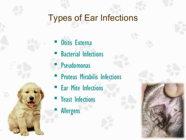 Dog Ear Infection Prevention And Treatment The Best Of Breeds