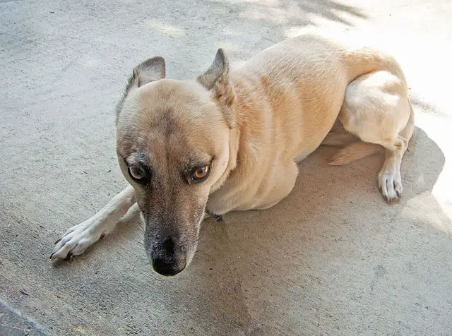 Scared Submissive Dog