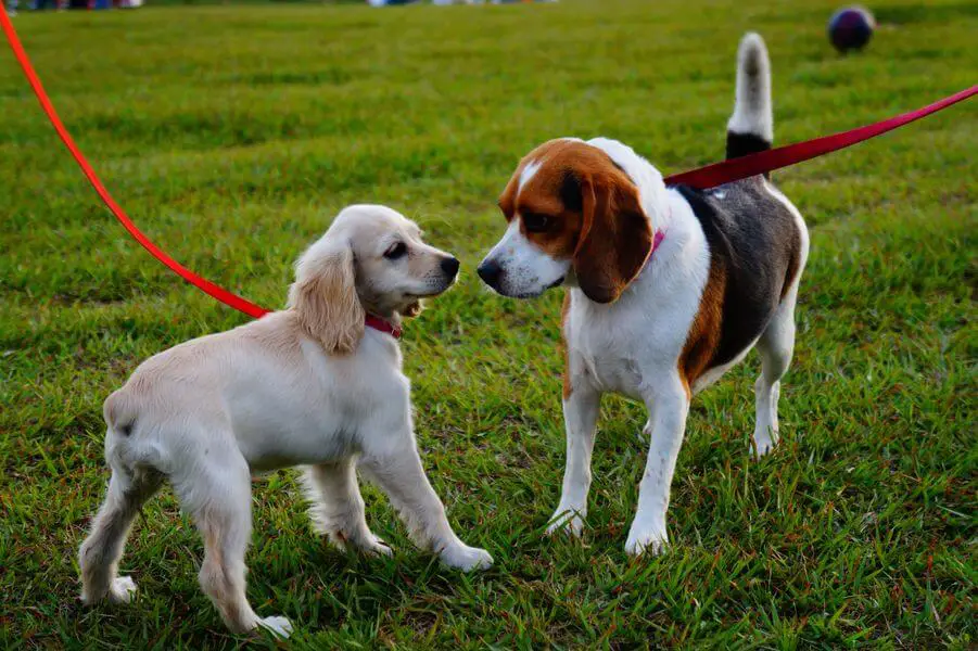 Socializing Puppy