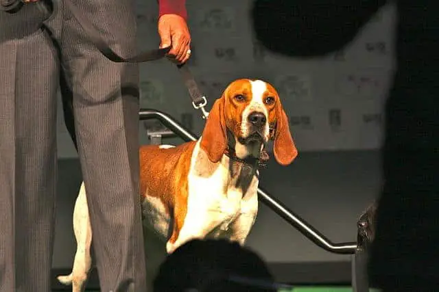 American English Coonhound​