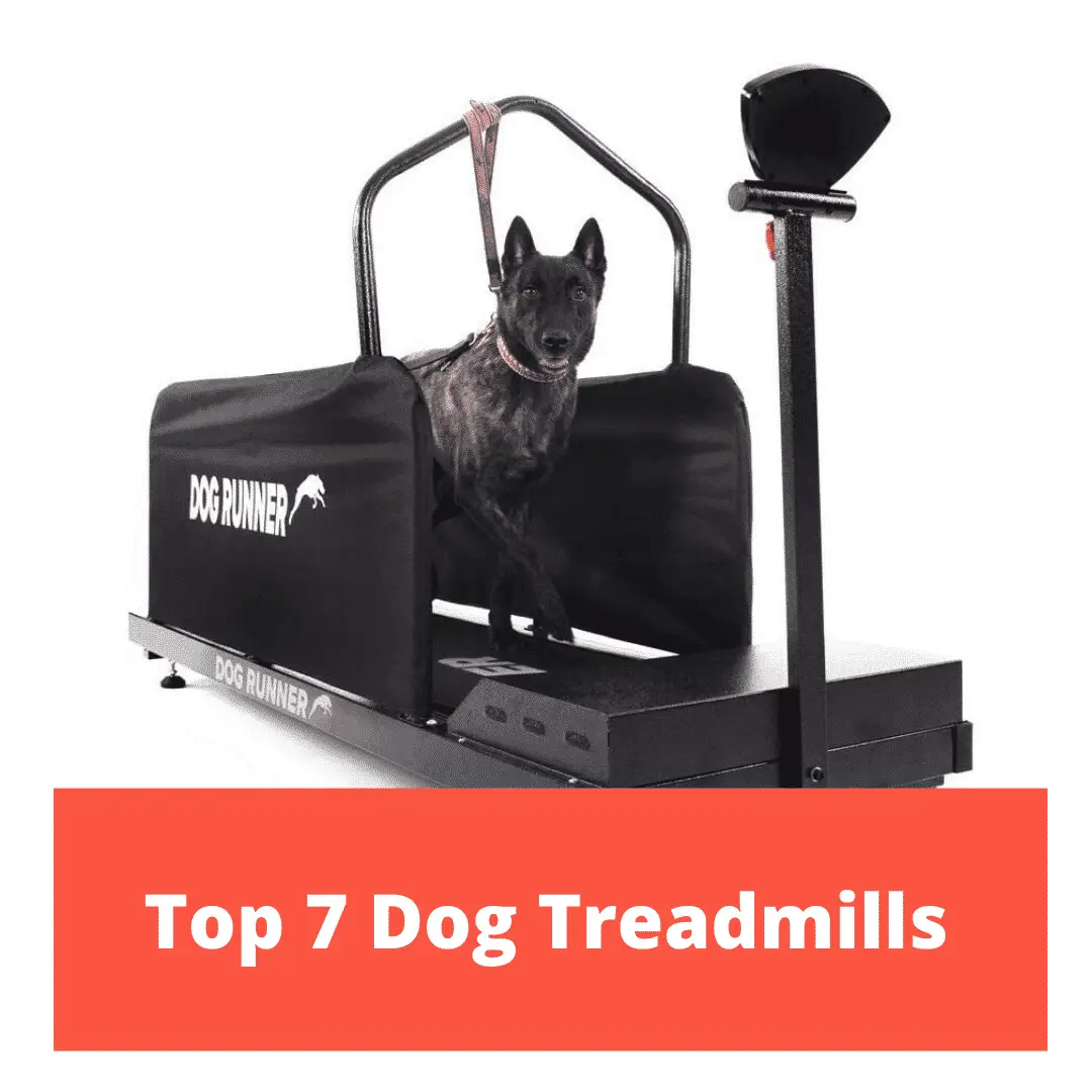 Top 7 Dog Treadmills