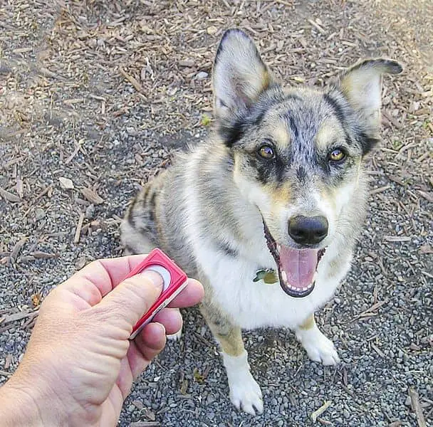 Clicker Training