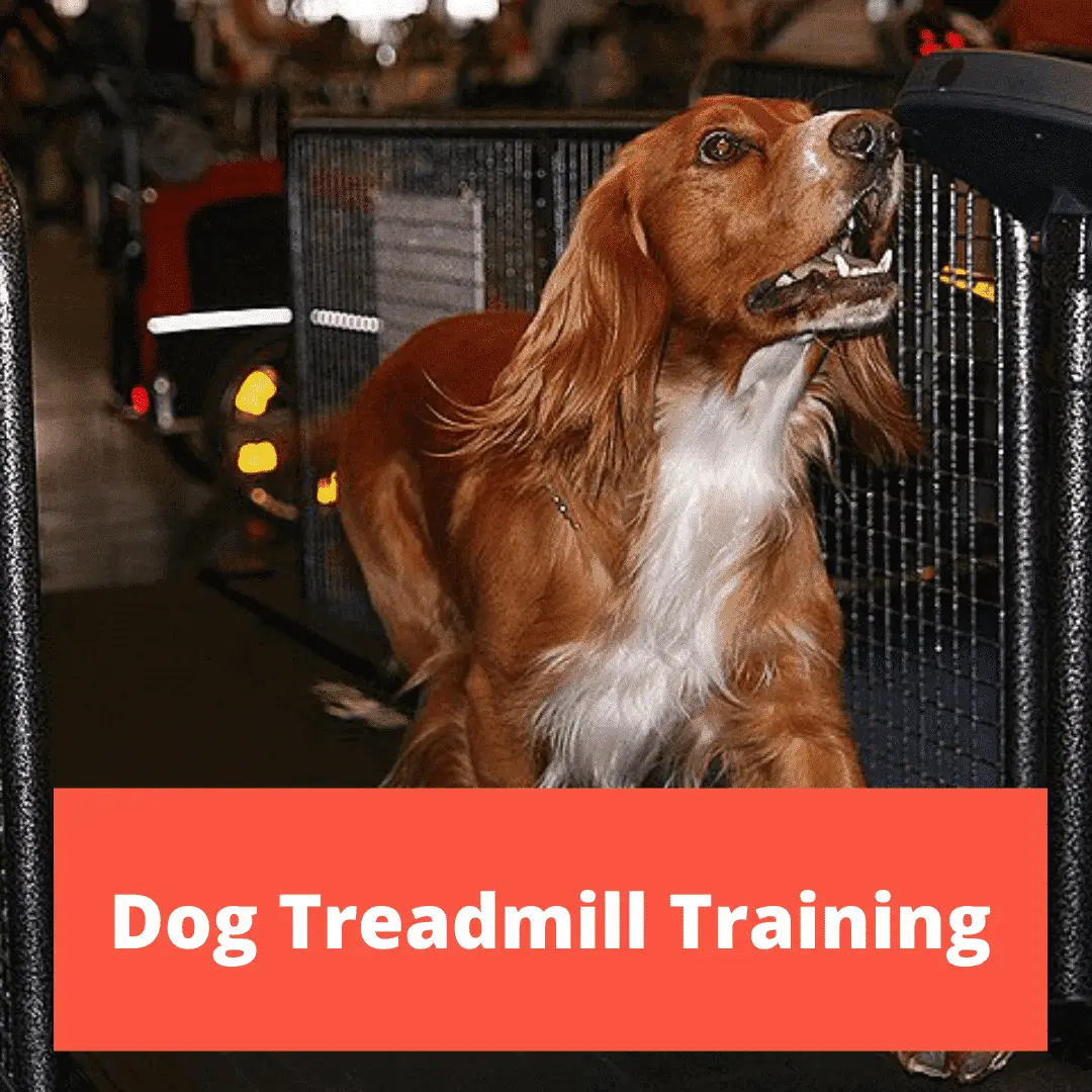 Dog Treadmill Training
