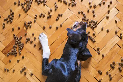 Dog Food Protein: How Much is Right for Your Pet?