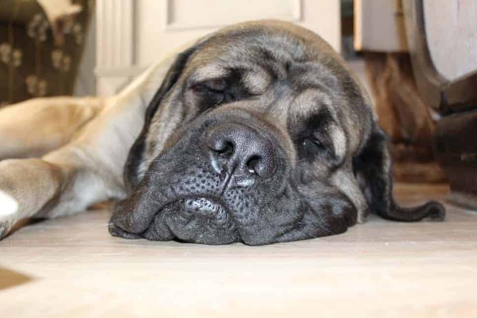 Extra Large Dog Bed for Mastiff
