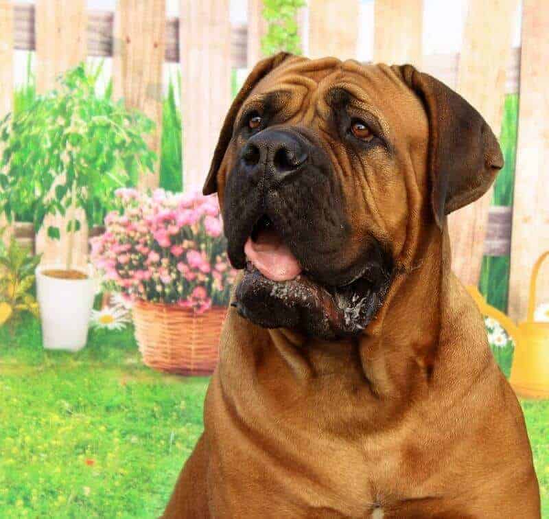 Boerboel