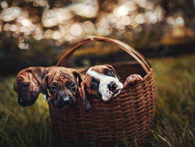 Dog Basket